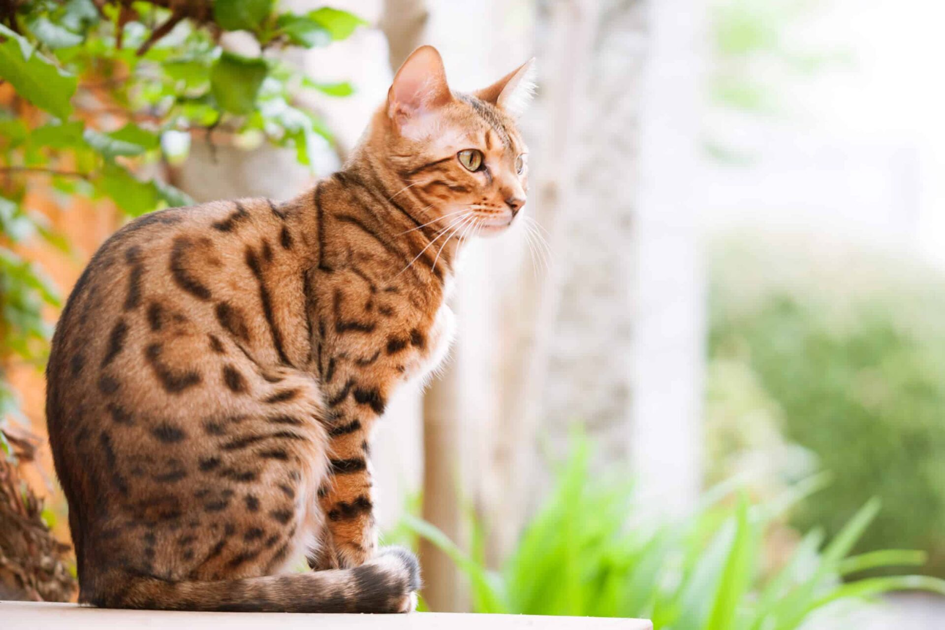 Bengalin Kissa Kissarodut fi